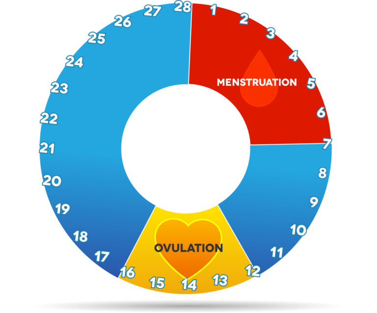 Tout Savoir Sur Le Cycle Menstruel Mamans Pratiques 2307